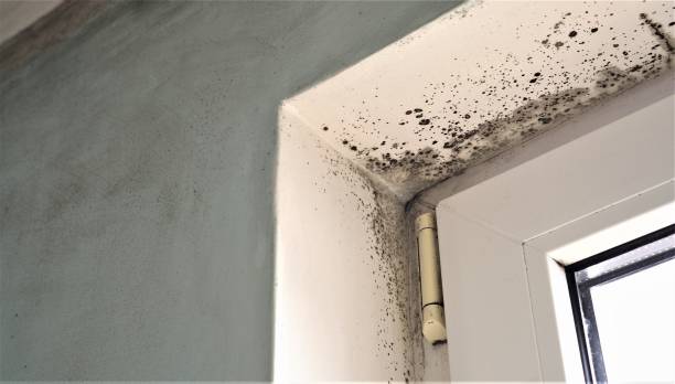 Reliable Sac City, IA Mold Removal Solutions